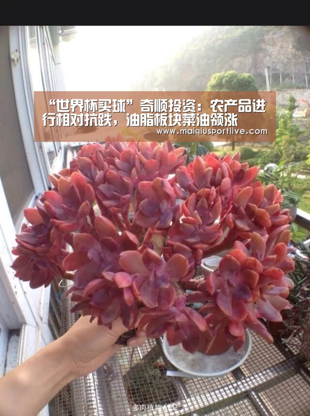 世界杯买球网站