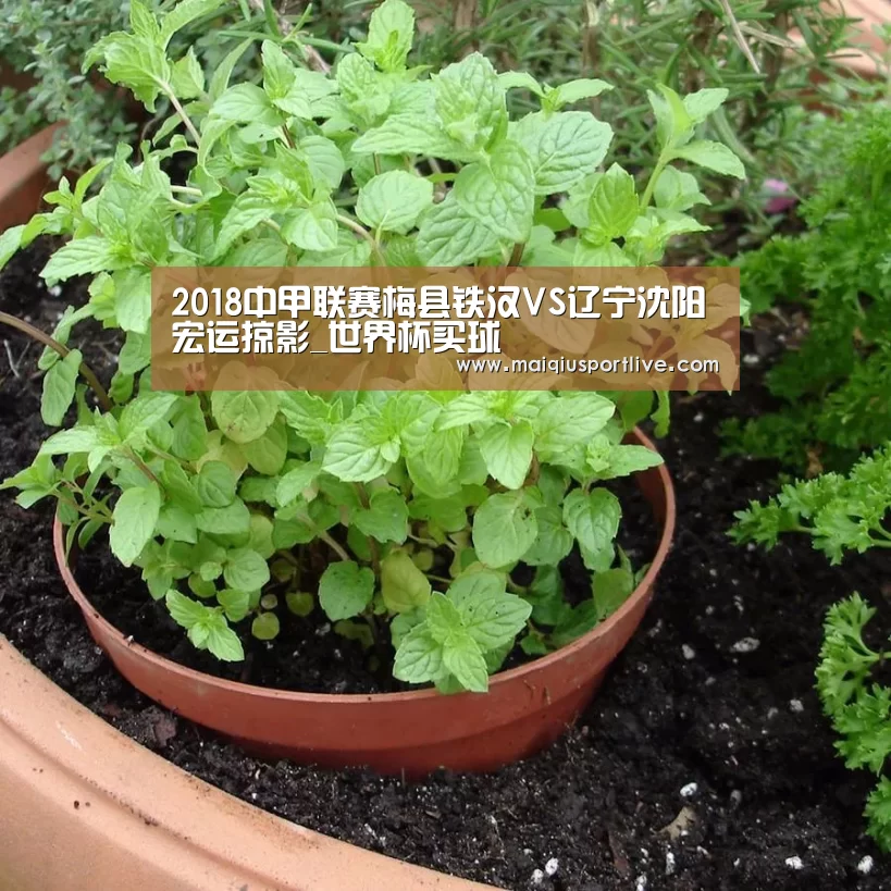 世界杯买球官网