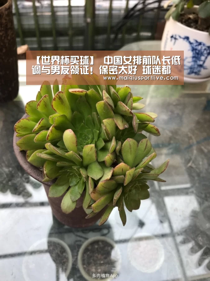 【世界杯买球】
中国女排前队长低调与男友领证!保密太好 球迷都不知道有男朋侪(图2) 世界杯买球官网