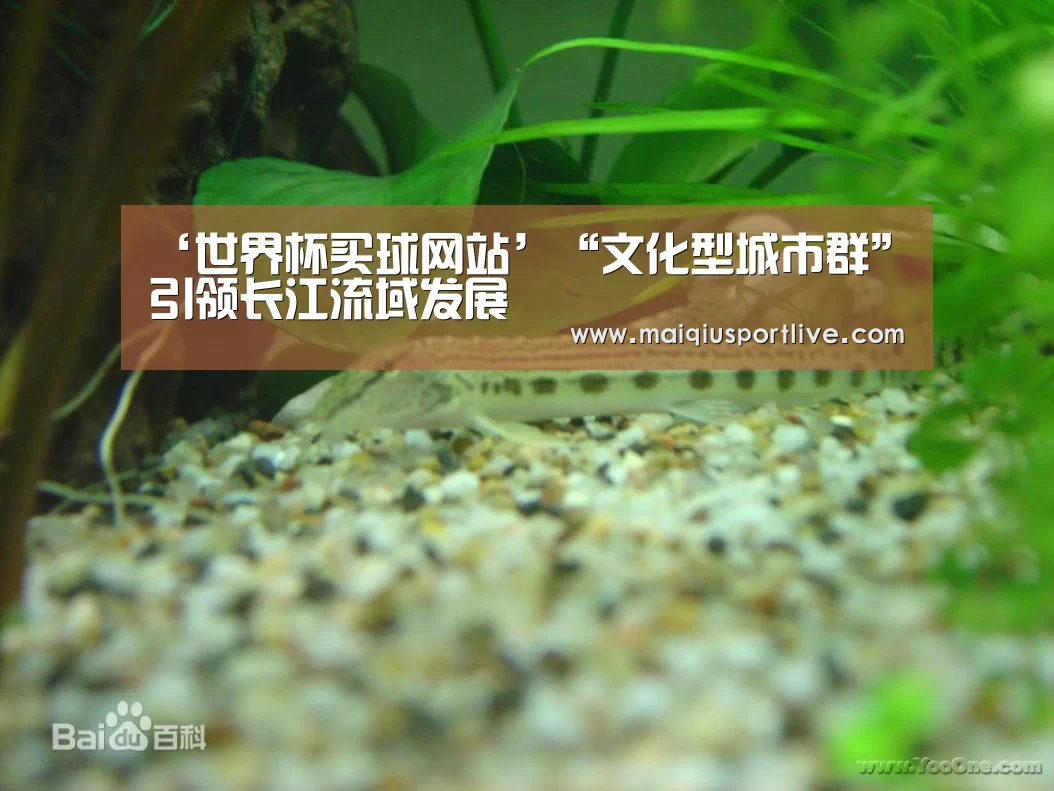 世界杯买球网站